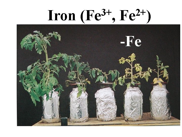 Iron 3+ (Fe , 2+ Fe ) -Fe Iron 3+ (Fe , 2+ Fe ) -Fe