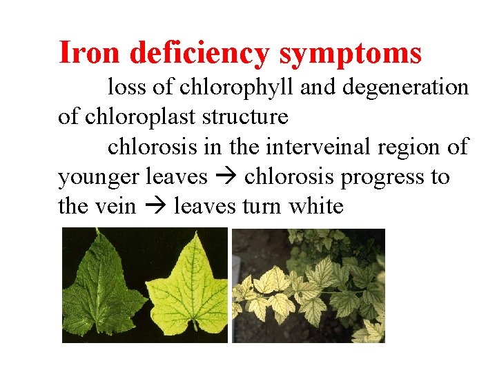 Iron deficiency symptoms loss of chlorophyll and degeneration of chloroplast structure chlorosis in the Iron deficiency symptoms loss of chlorophyll and degeneration of chloroplast structure chlorosis in the