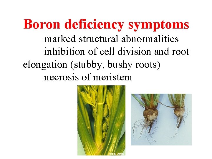 Boron deficiency symptoms marked structural abnormalities inhibition of cell division and root elongation (stubby, Boron deficiency symptoms marked structural abnormalities inhibition of cell division and root elongation (stubby,
