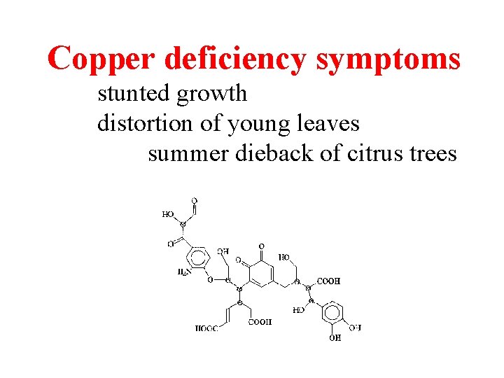 Copper deficiency symptoms stunted growth distortion of young leaves summer dieback of citrus trees Copper deficiency symptoms stunted growth distortion of young leaves summer dieback of citrus trees