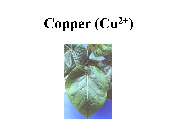 Copper 2+ (Cu ) Copper 2+ (Cu )