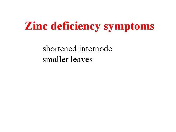Zinc deficiency symptoms shortened internode smaller leaves Zinc deficiency symptoms shortened internode smaller leaves