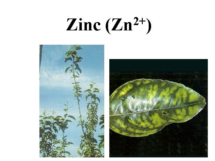 Zinc 2+ (Zn ) Zinc 2+ (Zn )