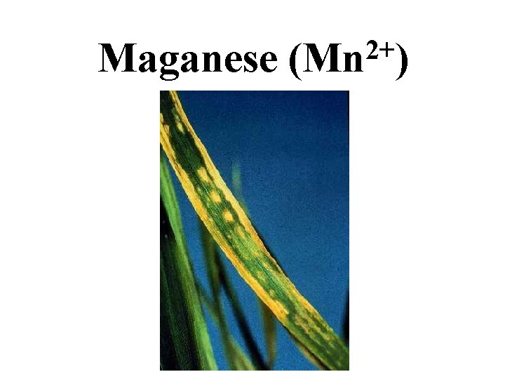 Maganese 2+ (Mn ) Maganese 2+ (Mn )
