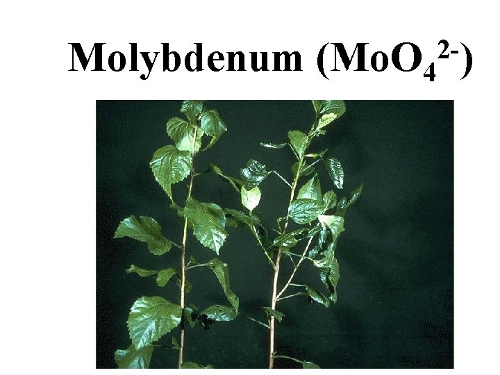 Molybdenum (Mo. O 4 2 -) Molybdenum (Mo. O 4 2 -)