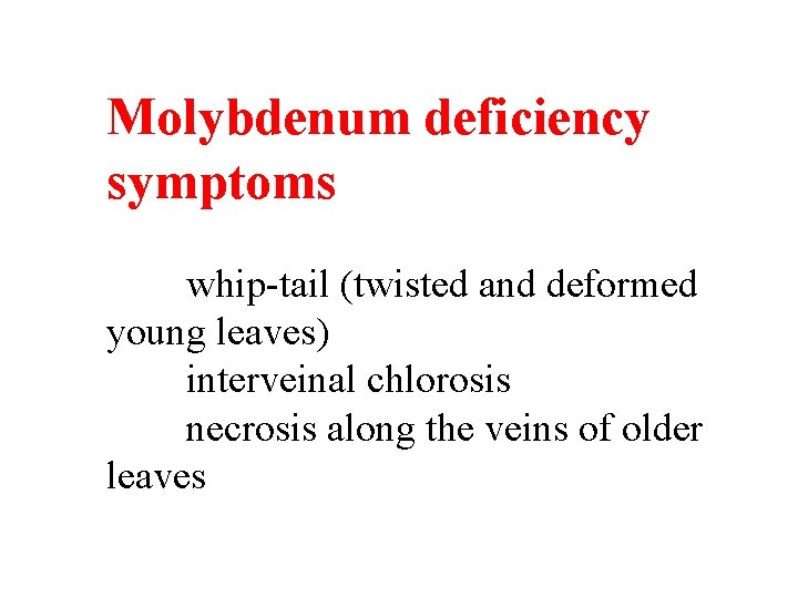 Molybdenum deficiency symptoms whip-tail (twisted and deformed young leaves) interveinal chlorosis necrosis along the Molybdenum deficiency symptoms whip-tail (twisted and deformed young leaves) interveinal chlorosis necrosis along the