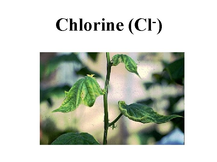 Chlorine (Cl ) Chlorine (Cl )