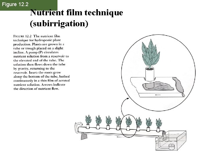 Figure 12. 2 Nutrient film technique (subirrigation) Figure 12. 2 Nutrient film technique (subirrigation)