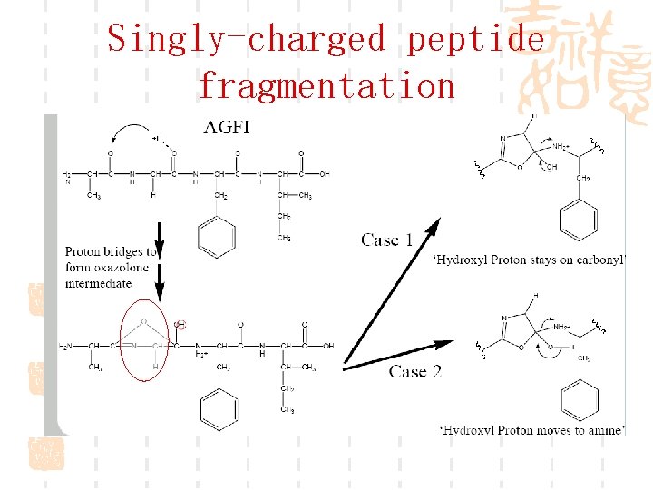 Singly-charged peptide fragmentation 