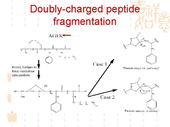 Doubly-charged peptide fragmentation 