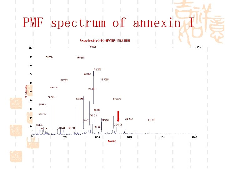 PMF spectrum of annexin I 
