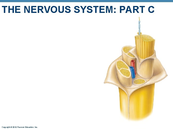 THE NERVOUS SYSTEM: PART C Copyright © 2010 Pearson Education, Inc. 