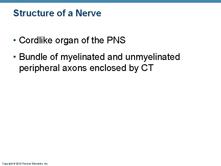 Structure of a Nerve • Cordlike organ of the PNS • Bundle of myelinated