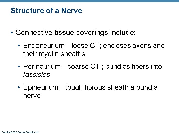 Structure of a Nerve • Connective tissue coverings include: • Endoneurium—loose CT; encloses axons