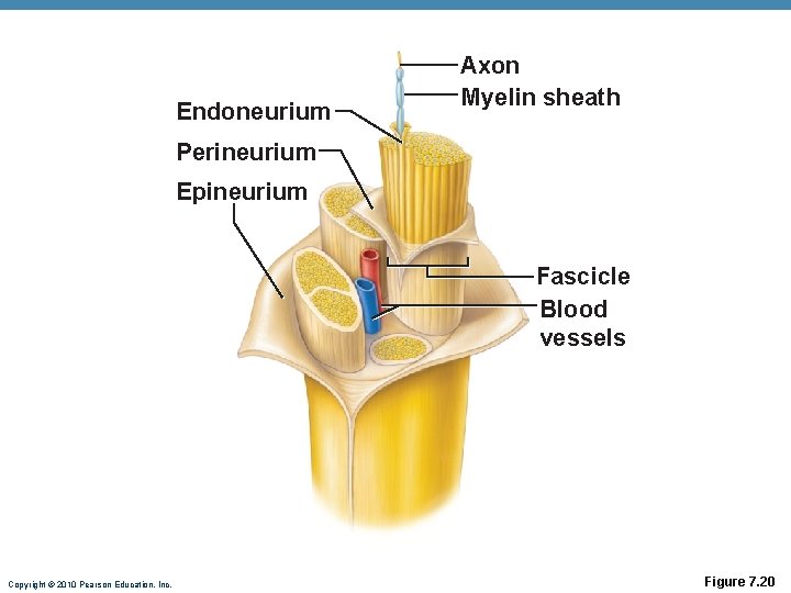 Endoneurium Axon Myelin sheath Perineurium Epineurium Fascicle Blood vessels Copyright © 2010 Pearson Education,