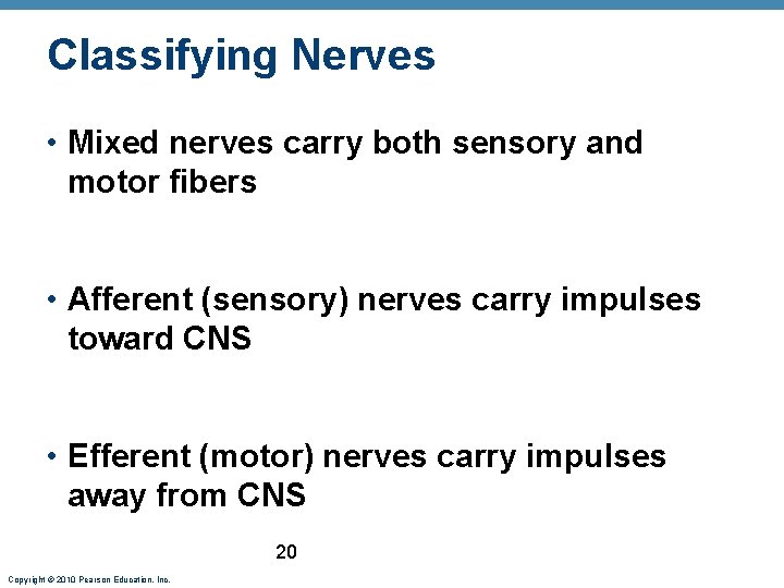 Classifying Nerves • Mixed nerves carry both sensory and motor fibers • Afferent (sensory)