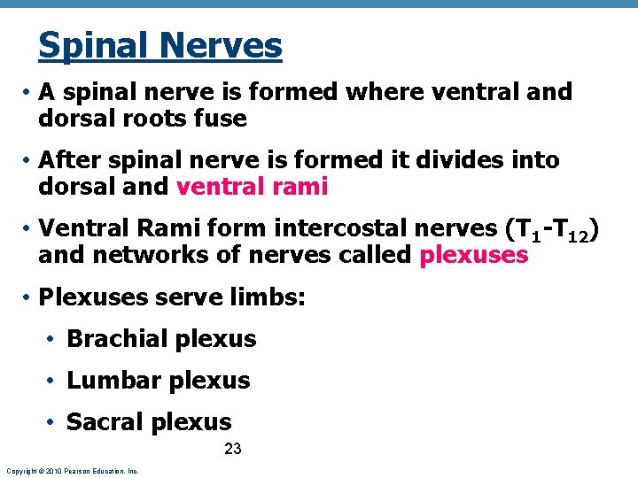 Spinal Nerves • A spinal nerve is formed where ventral and dorsal roots fuse