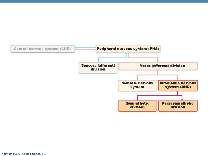 Central nervous system (CNS) Peripheral nervous system (PNS) Sensory (afferent) division Copyright © 2010