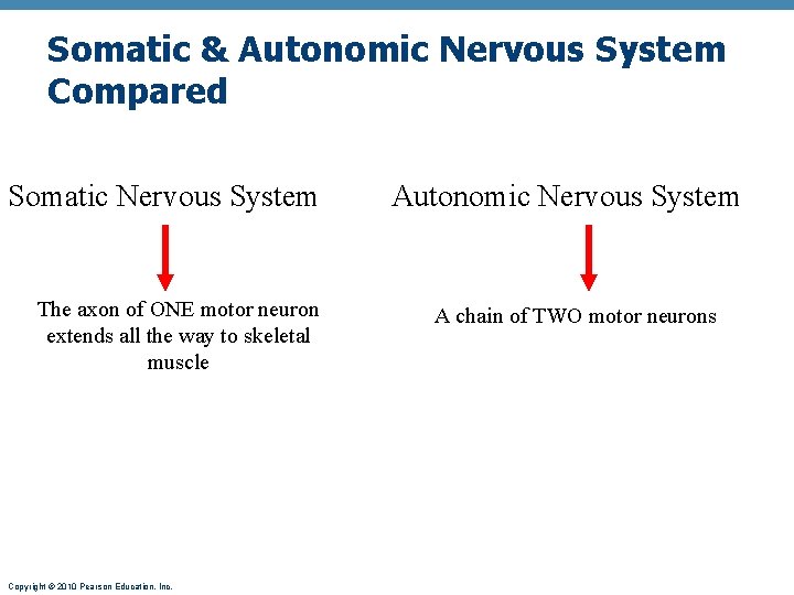 Somatic & Autonomic Nervous System Compared Somatic Nervous System The axon of ONE motor