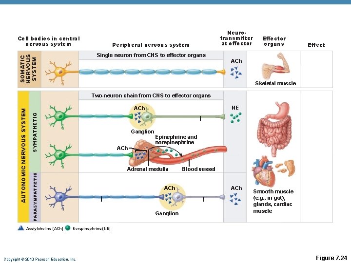 Cell bodies in central nervous system Peripheral nervous system SOMATIC NERVOUS SYSTEM Single neuron