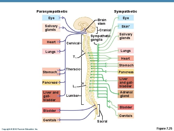 Parasympathetic Sympathetic Eye Brain stem Salivary glands Heart Cervical Sympathetic ganglia Liver and gallbladder