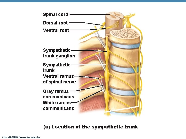 Spinal cord Dorsal root Ventral root Sympathetic trunk ganglion Sympathetic trunk Ventral ramus of