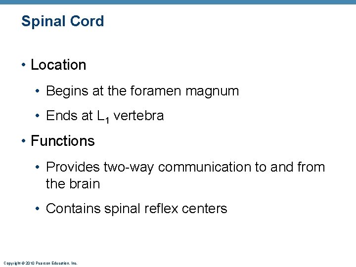 Spinal Cord • Location • Begins at the foramen magnum • Ends at L