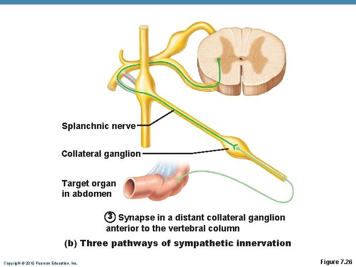 Splanchnic nerve Collateral ganglion Target organ in abdomen 3 Synapse in a distant collateral