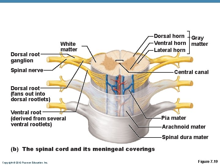Dorsal root ganglion White matter Dorsal horn Gray Ventral horn matter Lateral horn Spinal