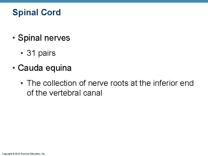 Spinal Cord • Spinal nerves • 31 pairs • Cauda equina • The collection