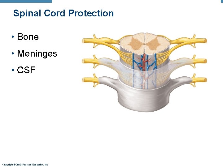 Spinal Cord Protection • Bone • Meninges • CSF Copyright © 2010 Pearson Education,