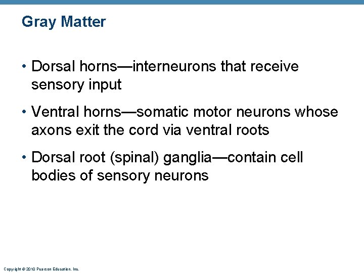 Gray Matter • Dorsal horns—interneurons that receive sensory input • Ventral horns—somatic motor neurons