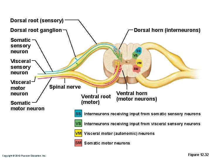 Dorsal root (sensory) Dorsal root ganglion Dorsal horn (interneurons) Somatic sensory neuron Visceral motor