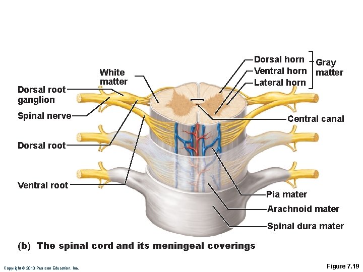 Dorsal root ganglion White matter Dorsal horn Gray Ventral horn matter Lateral horn Spinal