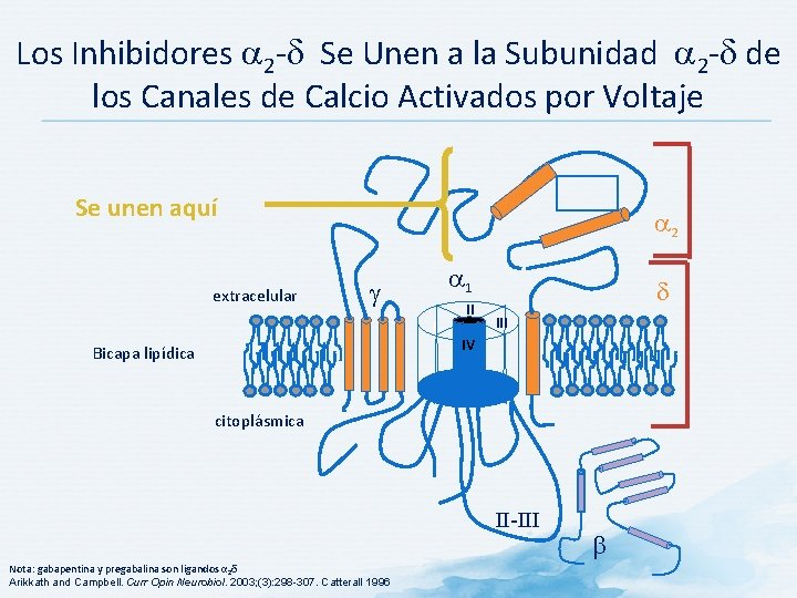 Los Inhibidores 2 - Se Unen a la Subunidad 2 - de los Canales