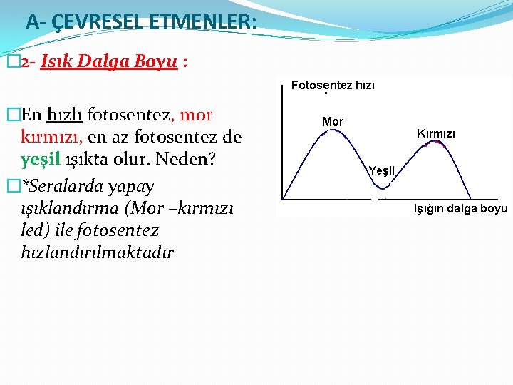 A- ÇEVRESEL ETMENLER: � 2 - Işık Dalga Boyu : �En hızlı fotosentez, mor