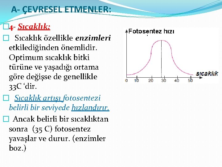 A- ÇEVRESEL ETMENLER: � 4 - Sıcaklık: � Sıcaklık özellikle enzimleri etkilediğinden önemlidir. Optimum