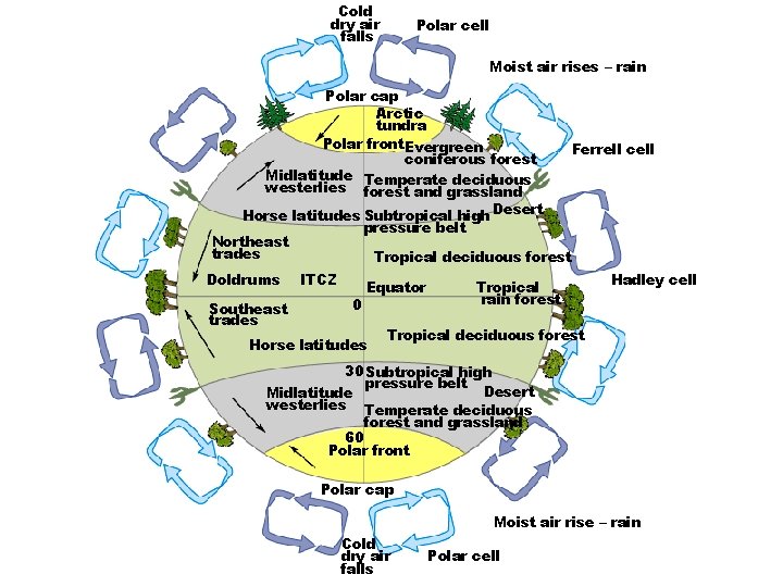 Cold dry air falls Polar cell Moist air rises – rain Polar cap Arctic