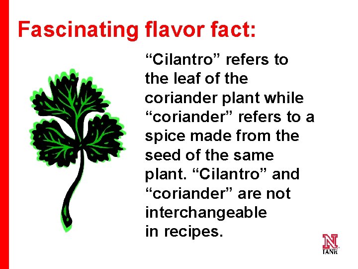 Fascinating flavor fact: “Cilantro” refers to the leaf of the coriander plant while “coriander”