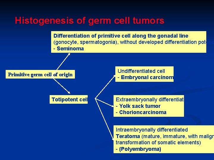 Histogenesis of germ cell tumors Differentiation of primitive cell along the gonadal line (gonocyte,
