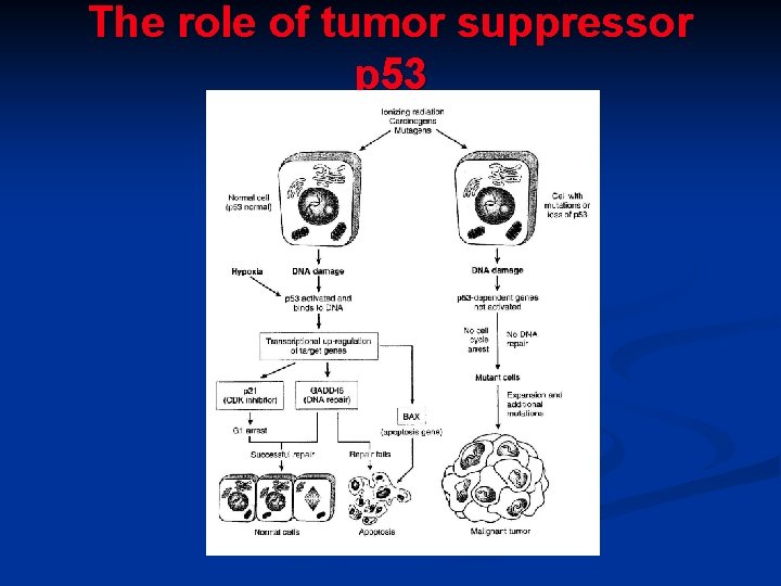 The role of tumor suppressor p 53 