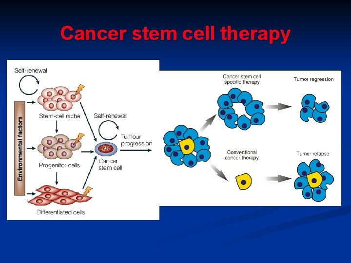 Cancer stem cell therapy 