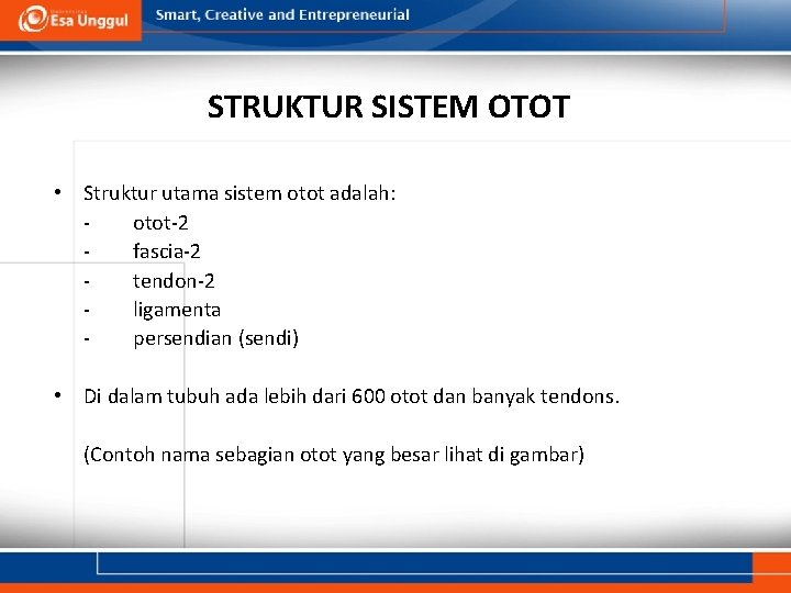 STRUKTUR SISTEM OTOT • Struktur utama sistem otot adalah: otot-2 fascia-2 tendon-2 ligamenta persendian