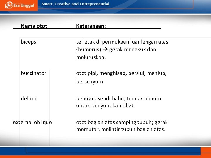 Nama otot Keterangan: biceps terletak di permukaan luar lengan atas (humerus) gerak menekuk dan