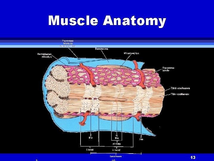 Muscle Anatomy 13 