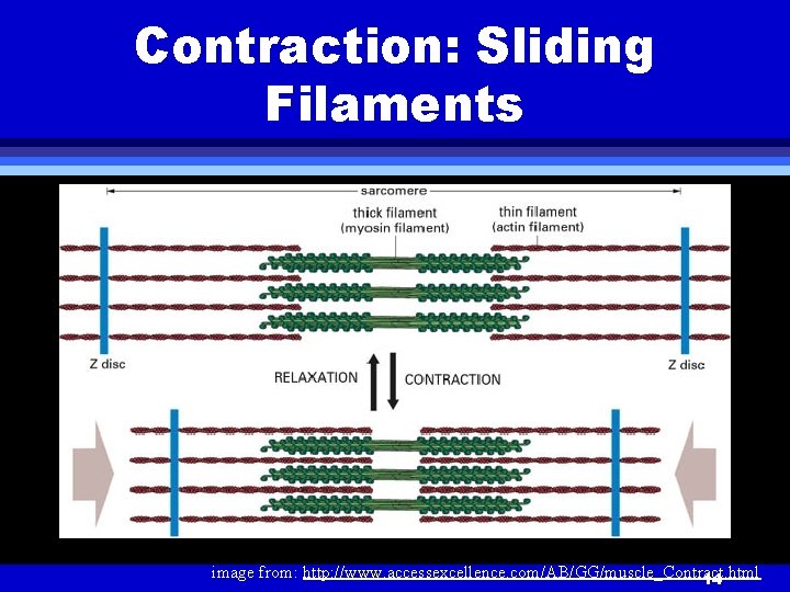 Contraction: Sliding Filaments image from: http: //www. accessexcellence. com/AB/GG/muscle_Contract. html 14 