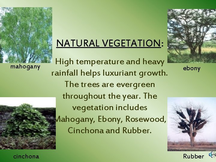 NATURAL VEGETATION: mahogany cinchona High temperature and heavy rainfall helps luxuriant growth. The trees