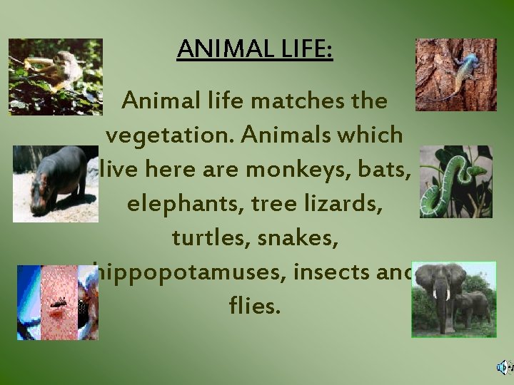 ANIMAL LIFE: Animal life matches the vegetation. Animals which live here are monkeys, bats,