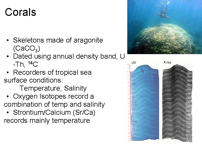 Corals • Skeletons made of aragonite (Ca. CO 3) • Dated using annual density