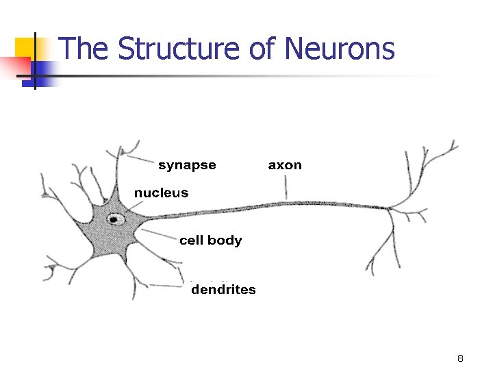 The Structure of Neurons 8 